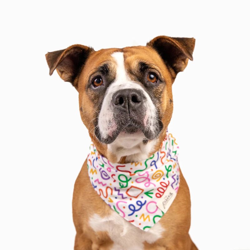 The Paws Fun Bandana - CreatureLand