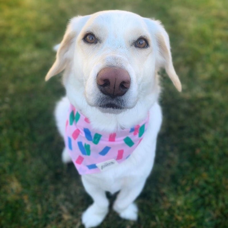 The Paws Funfetti Bandana - CreatureLand