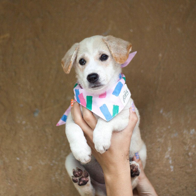 The Paws Funfetti Bandana - CreatureLand