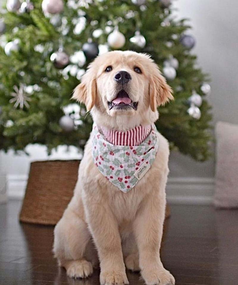 The Paws Holly Berry Bandana - CreatureLand