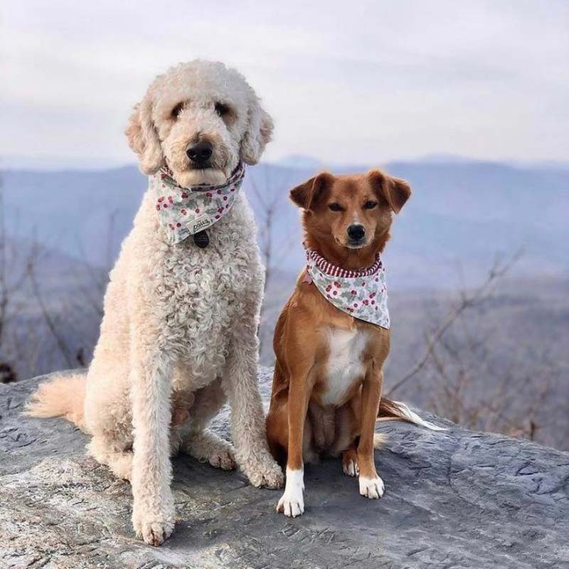 The Paws Holly Berry Bandana - CreatureLand