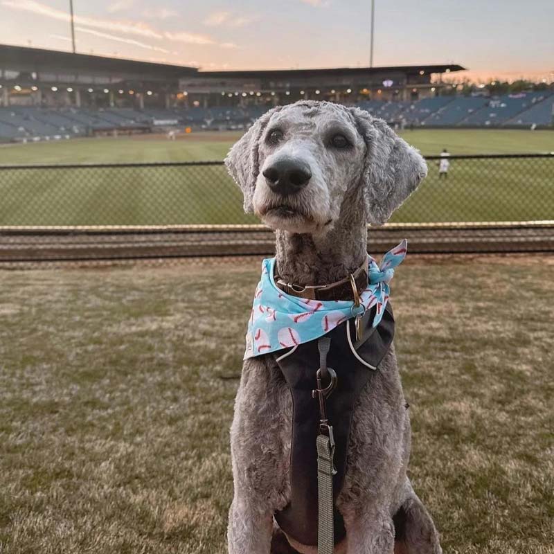 The Paws Home Run Bandana - CreatureLand