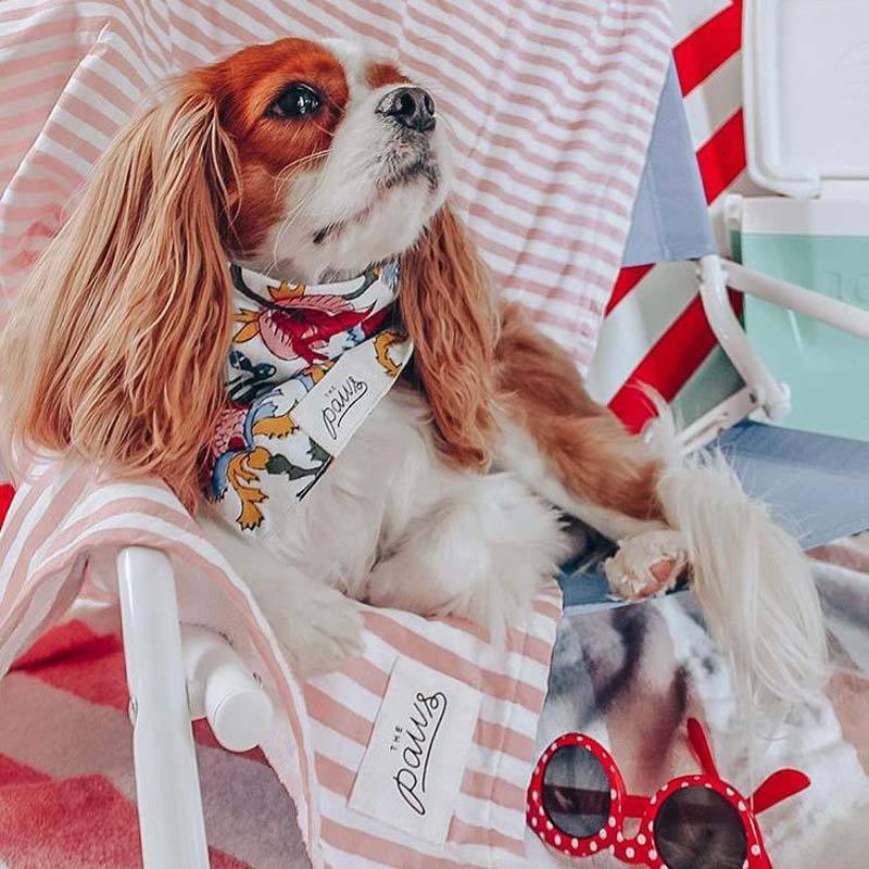 The Paws Jaipur Bandana - CreatureLand