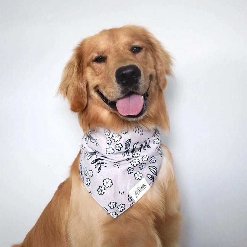 The Paws Latte Bandana - CreatureLand