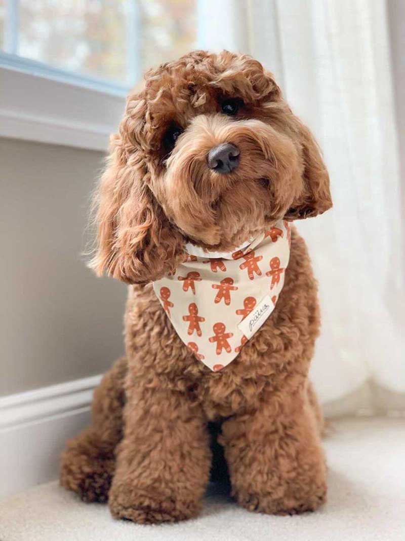 The Paws Little Ginger Bandana - CreatureLand