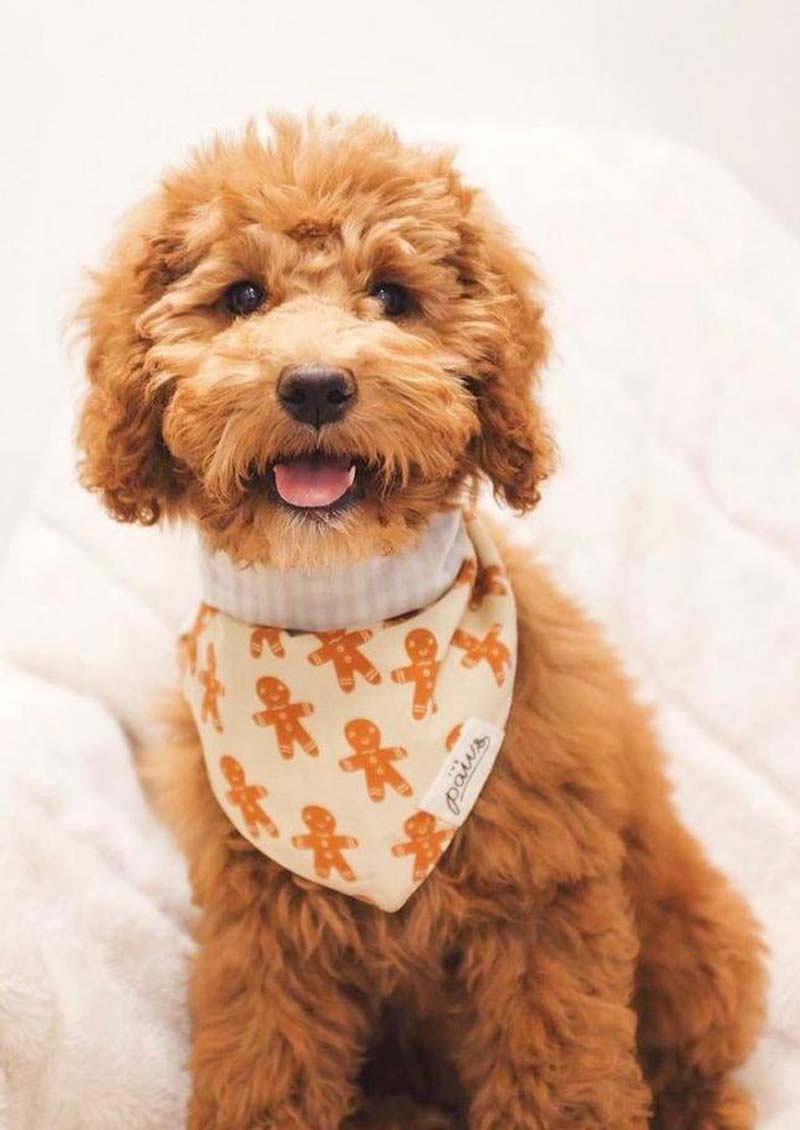 The Paws Little Ginger Bandana - CreatureLand