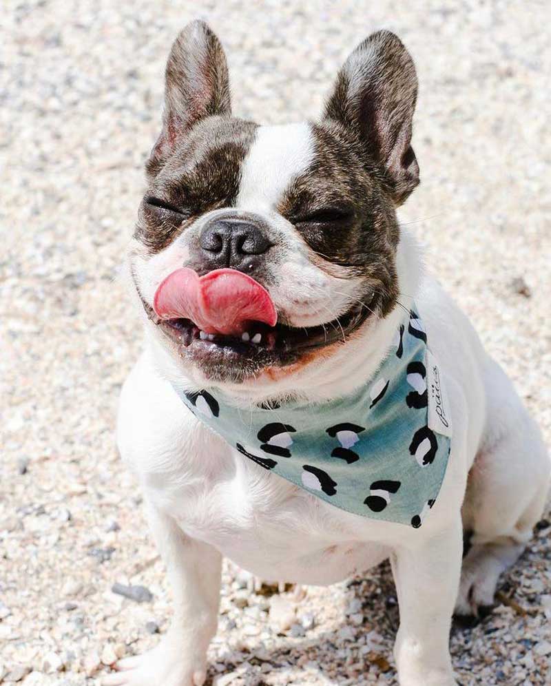 The Paws Little Pistachio Bandana - CreatureLand