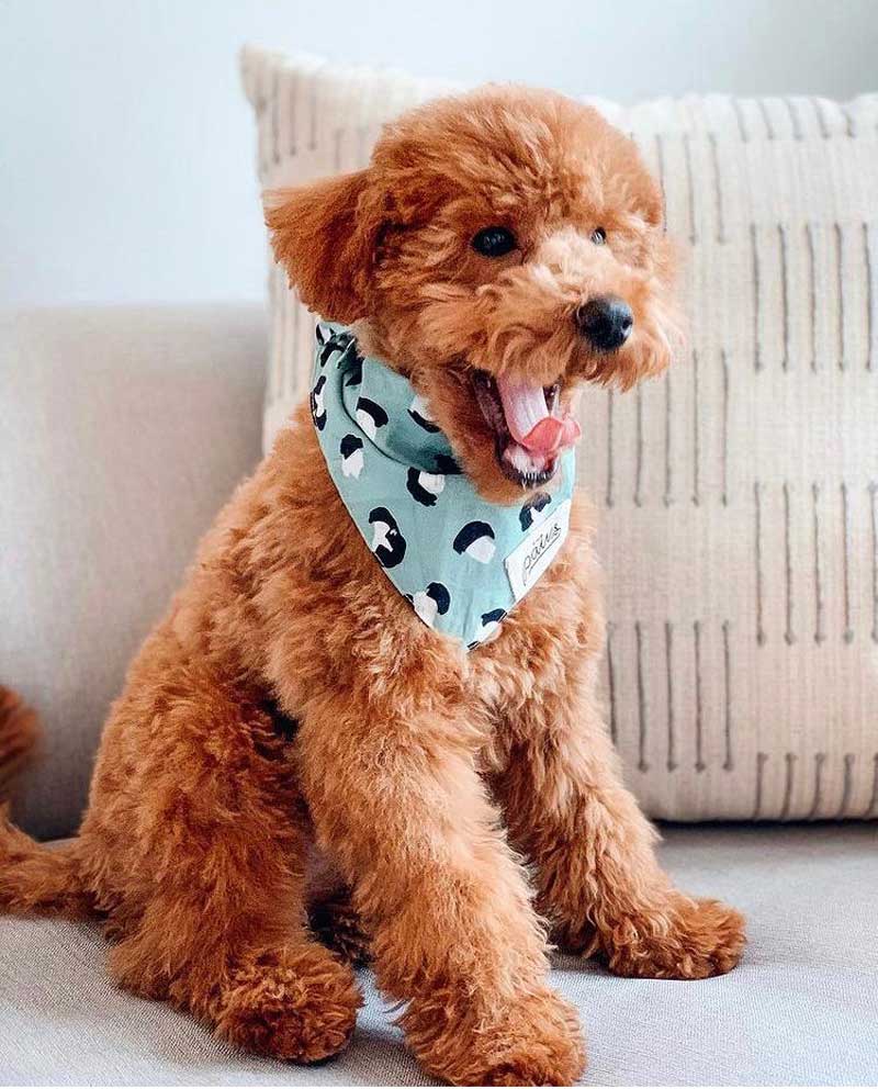 The Paws Little Pistachio Bandana - CreatureLand