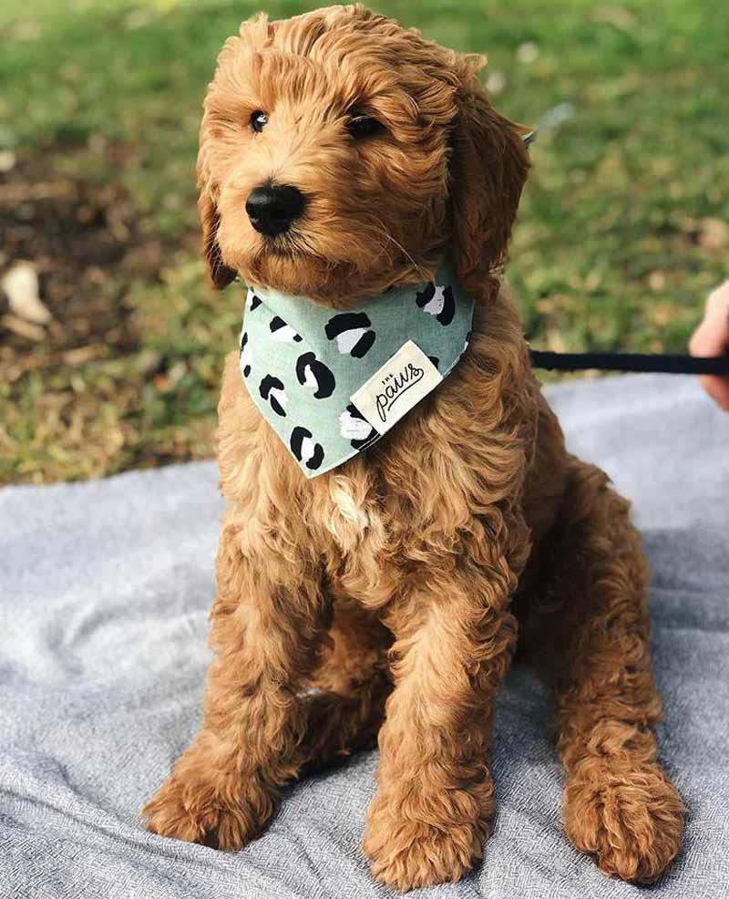 The Paws Little Pistachio Bandana - CreatureLand