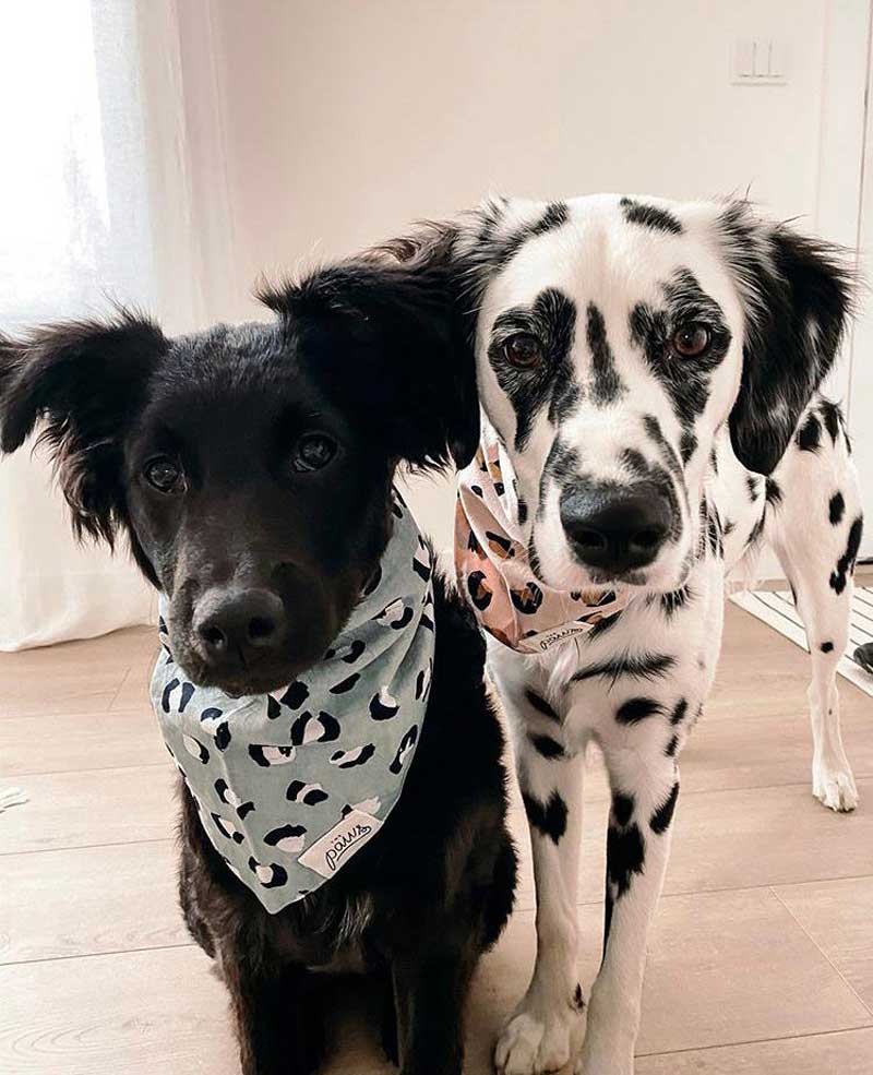 The Paws Little Pistachio Bandana - CreatureLand