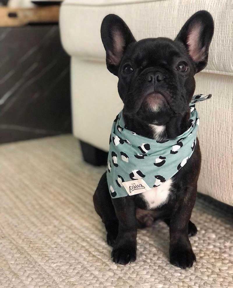 The Paws Little Pistachio Bandana - CreatureLand