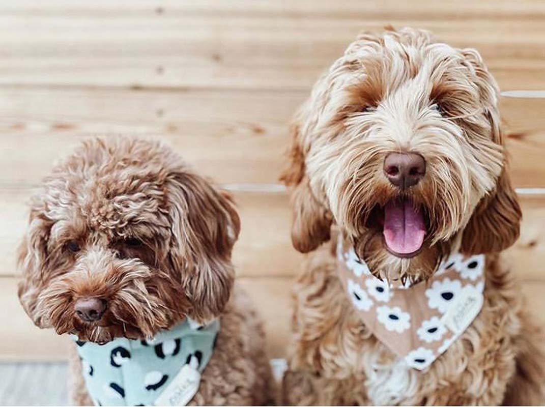 The Paws Little Pistachio Bandana - CreatureLand