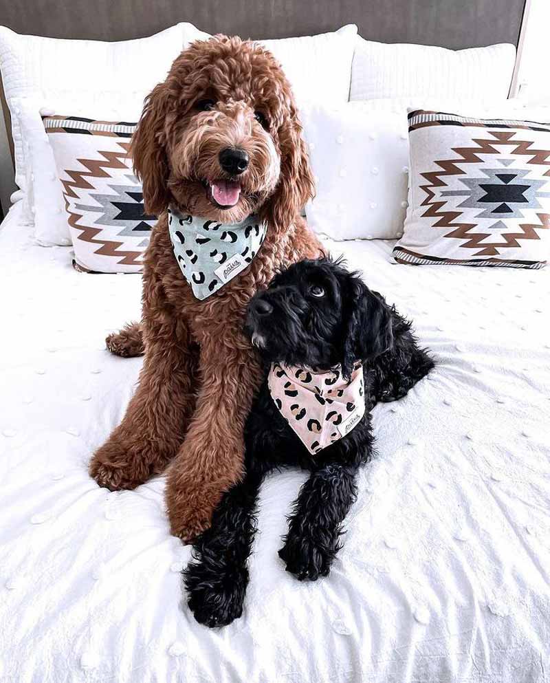 The Paws Little Pistachio Bandana - CreatureLand
