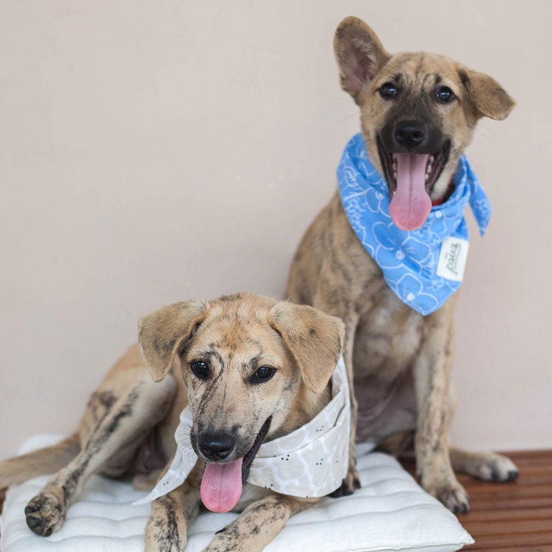 The Paws Mallow Bandana - CreatureLand