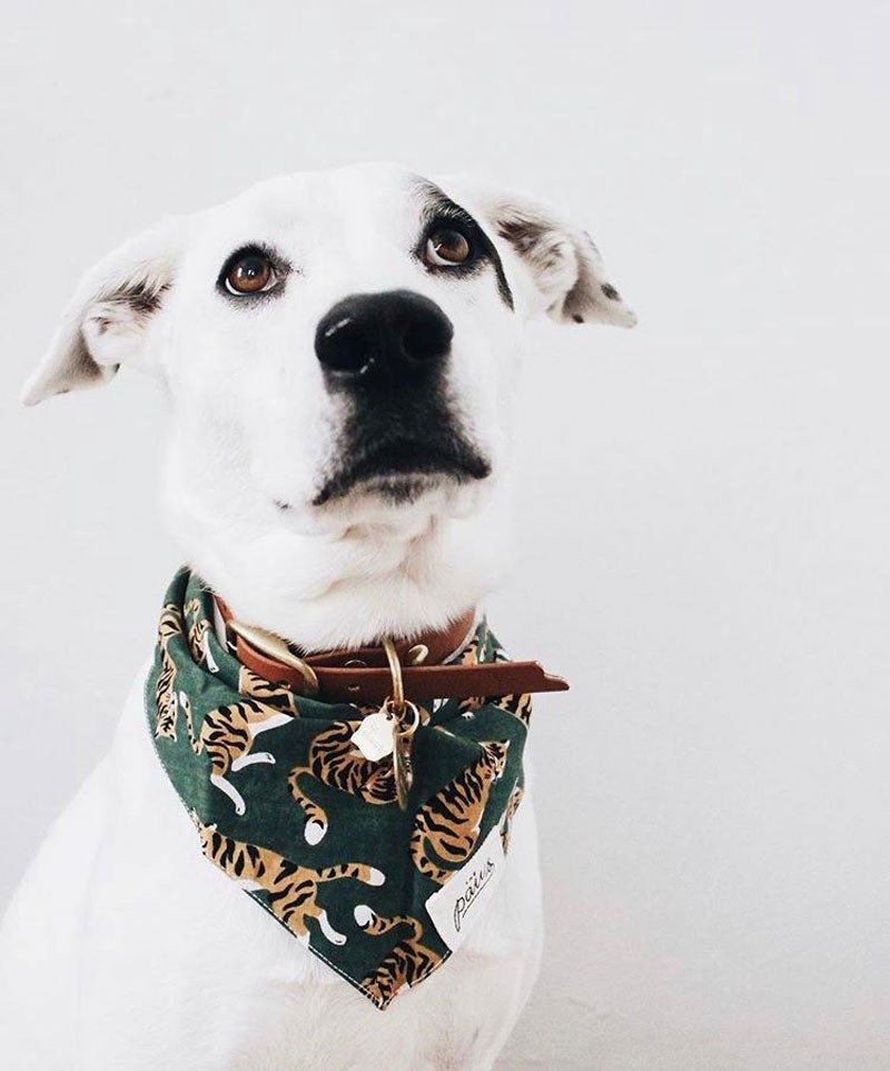 The Paws Mowgli Bandana - CreatureLand
