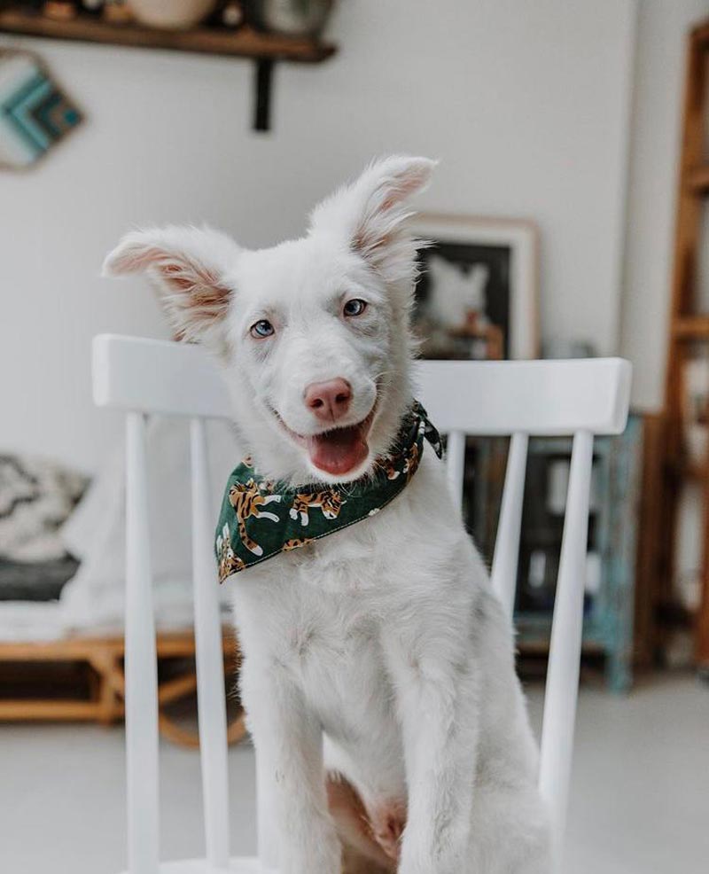 The Paws Mowgli Bandana - CreatureLand