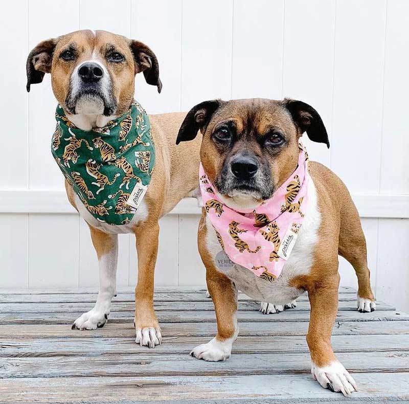 The Paws Mowgli Bandana - CreatureLand