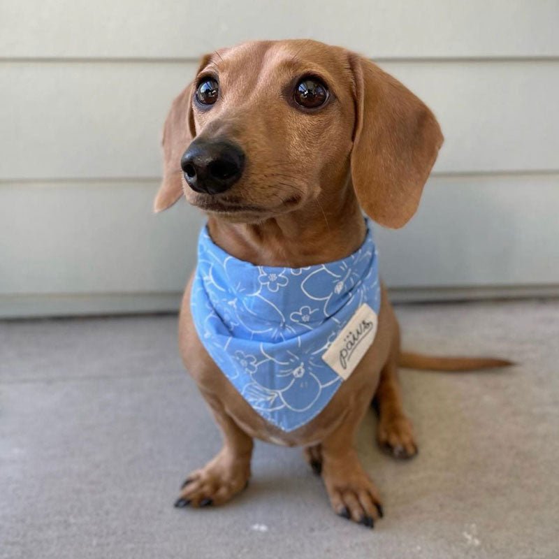 The Paws Paihia Bandana - CreatureLand