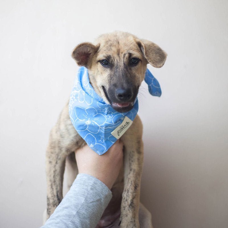 The Paws Paihia Bandana - CreatureLand