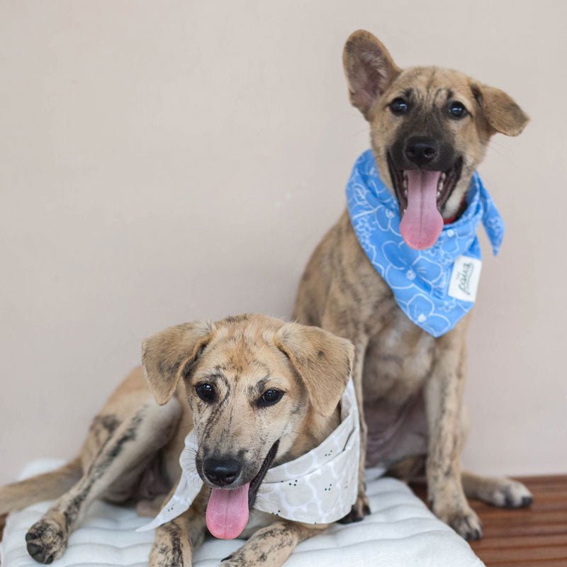The Paws Paihia Bandana - CreatureLand