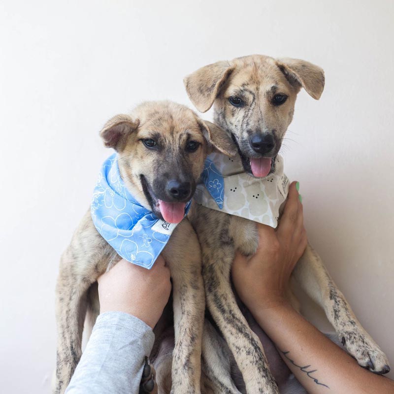 The Paws Paihia Bandana - CreatureLand