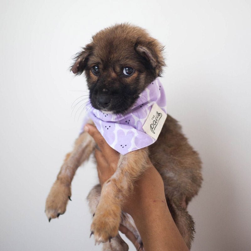 The Paws Peep Bandana - CreatureLand