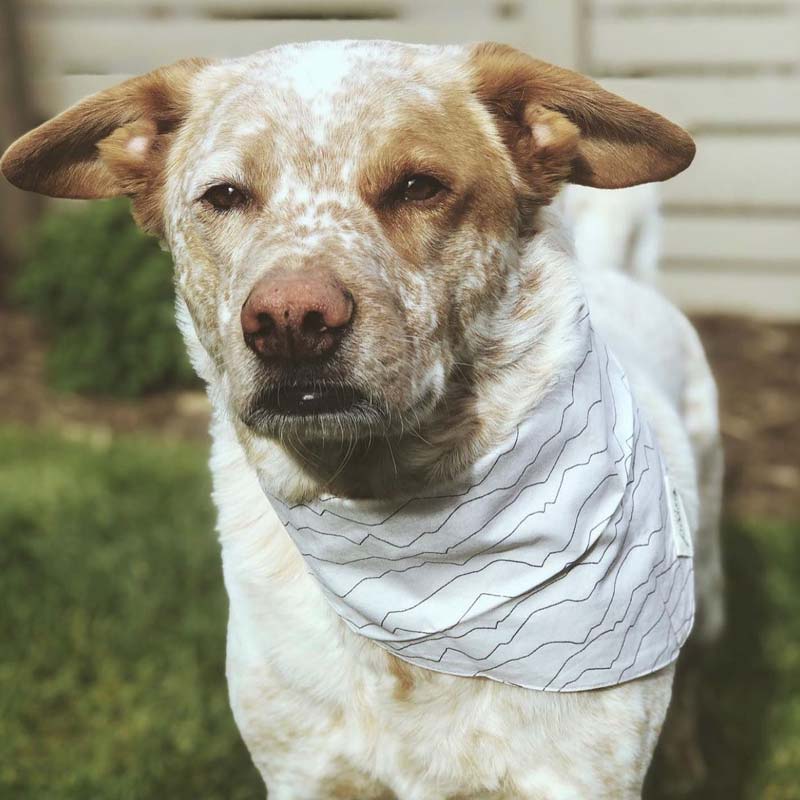 The Paws Range Bandana - CreatureLand