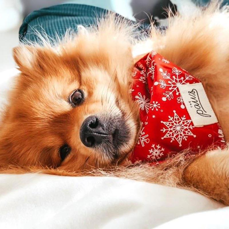 The Paws Ruby Snowfall Bandana - CreatureLand