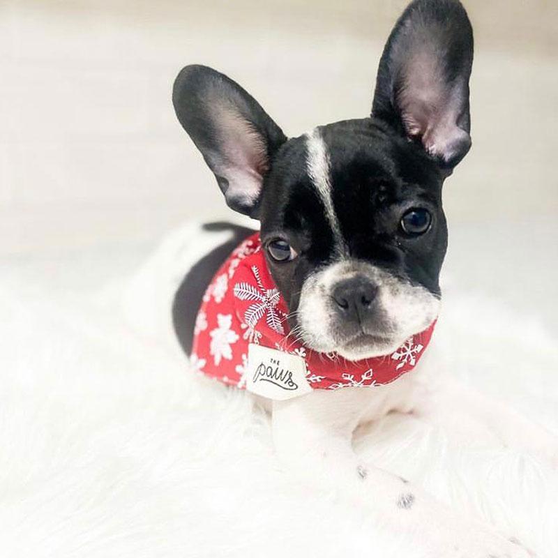 The Paws Ruby Snowfall Bandana - CreatureLand