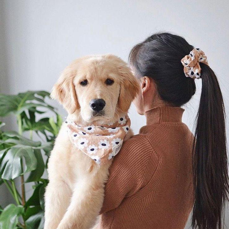 The Paws Sierra Daises Bandana - CreatureLand