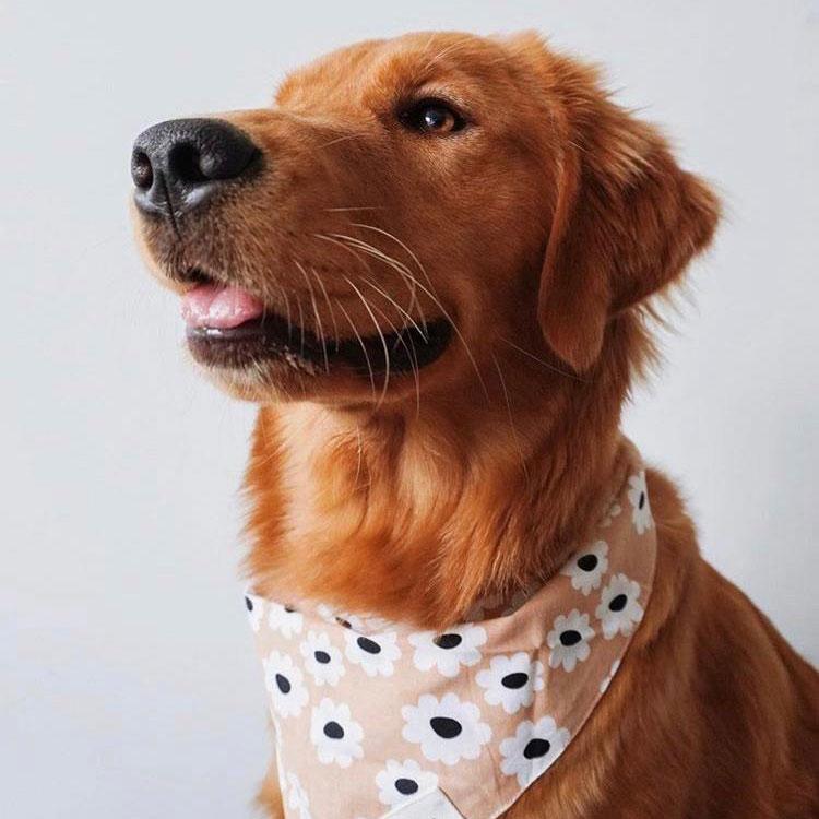 The Paws Sierra Daises Bandana - CreatureLand