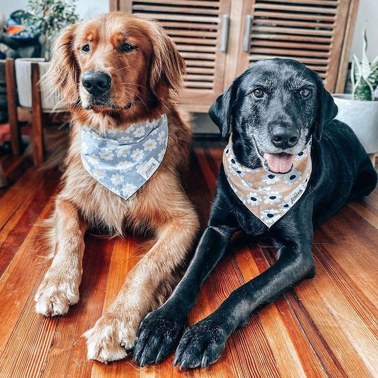 The Paws Sierra Daises Bandana - CreatureLand