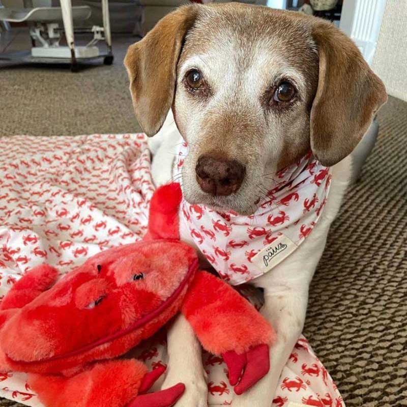 The Paws Snappy Bandana - CreatureLand