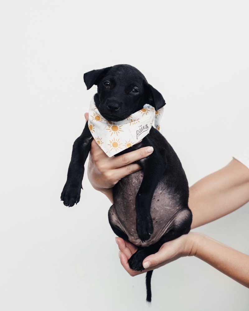 The Paws Spreading Sunshine Bandana - CreatureLand