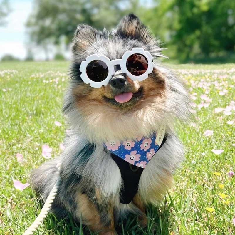 The Paws Stardust Bandana - CreatureLand