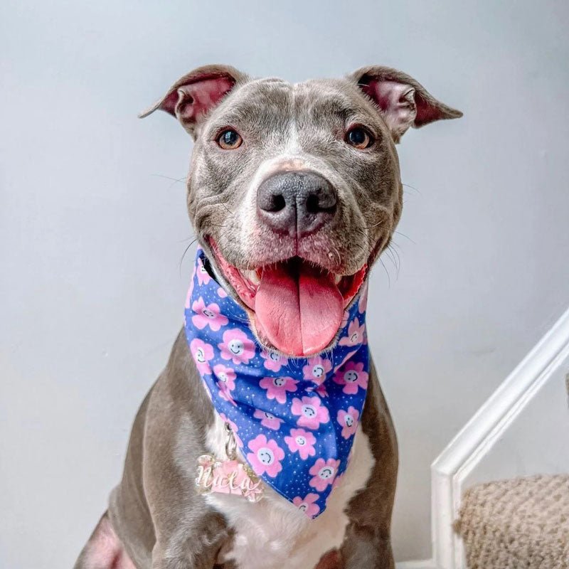 The Paws Stardust Bandana - CreatureLand