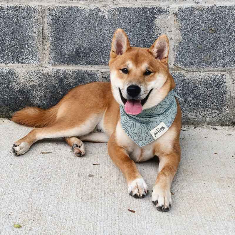 The Paws Trail Bandana - CreatureLand