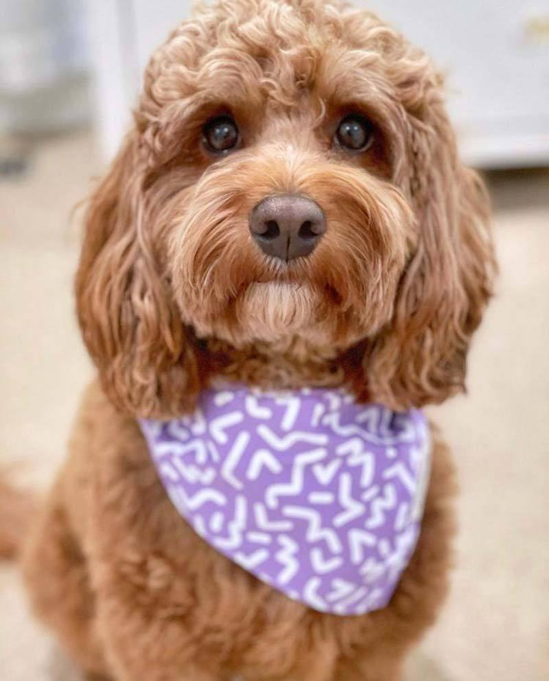 The Paws Wild Violet Bandana - CreatureLand