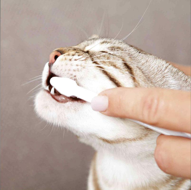 TRIXIE Dental Hygiene Set For Cats - CreatureLand