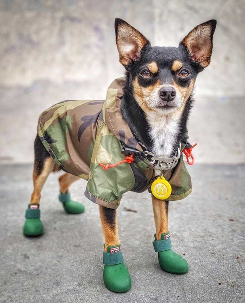 wagwear WagWellies® Dog Boots | Green - CreatureLand