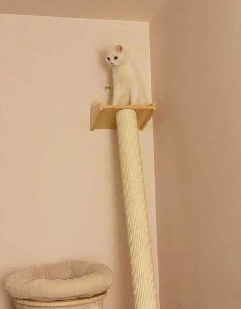Wakupet Pillar Cat Tree - CreatureLand