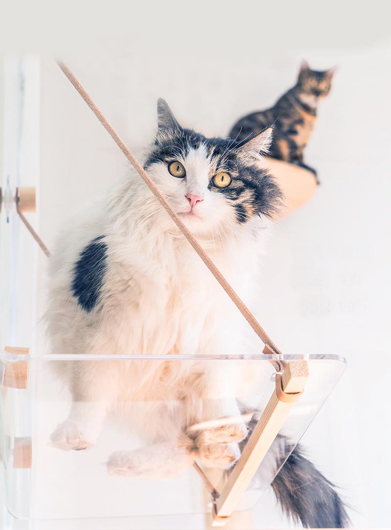 Wakupet Transparent Air Hammock - CreatureLand