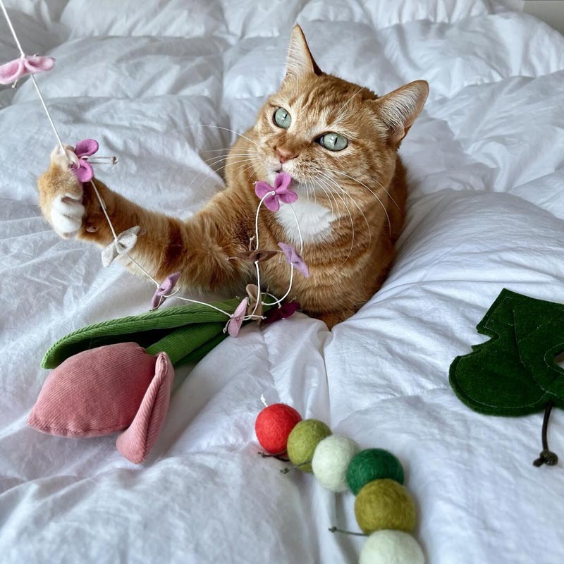 Wetnose Butterfly Cat Teaser (5 Colours) - CreatureLand