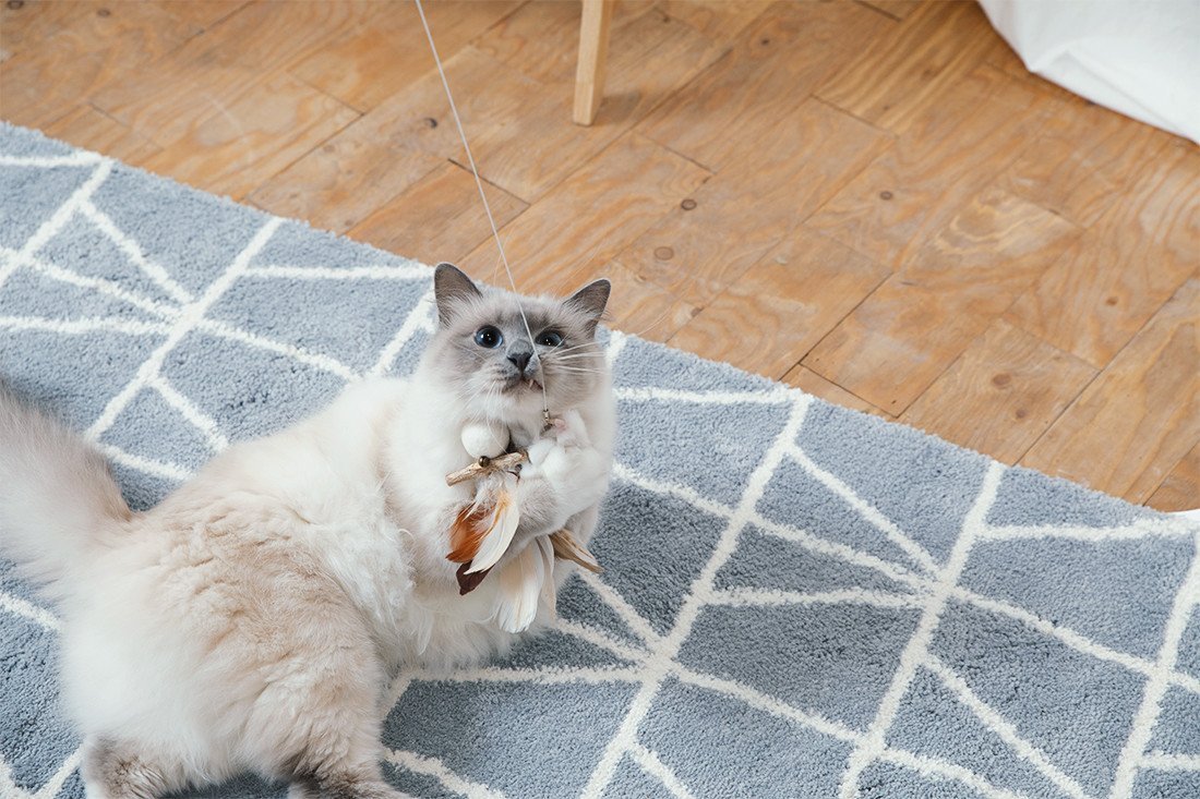 Wetnose Fishing Rod Cat Teaser - CreatureLand