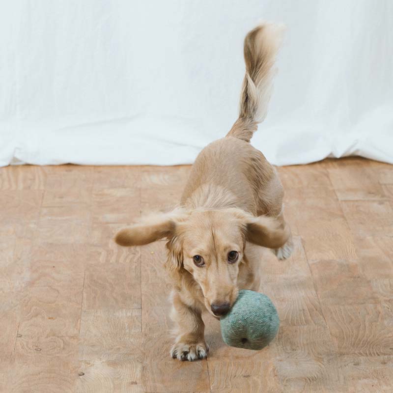 Wetnose Green Apple Dog Toy - CreatureLand