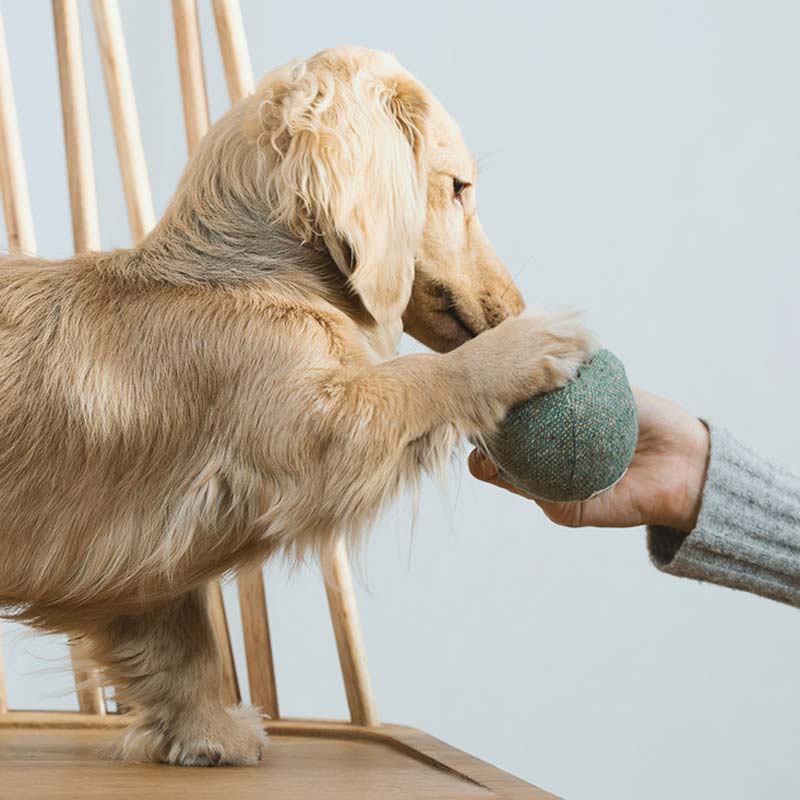 Wetnose Green Apple Dog Toy - CreatureLand