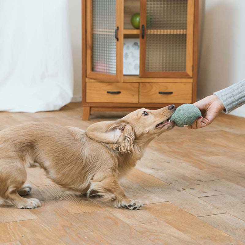 Wetnose Green Apple Dog Toy - CreatureLand