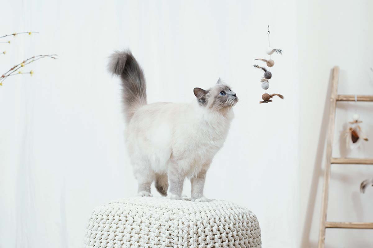 Wetnose Leaving Bird Cat Teaser Toy - CreatureLand