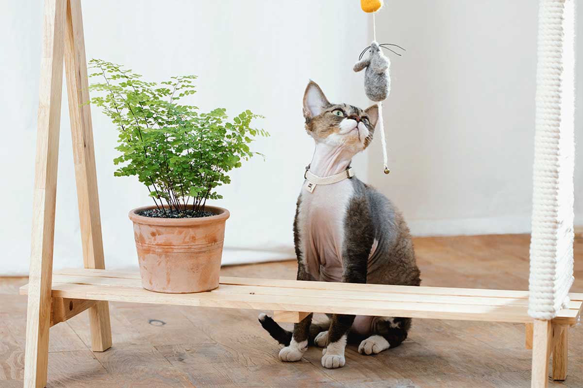 Wetnose Mouse & Cheese Cat Teaser Toy - CreatureLand