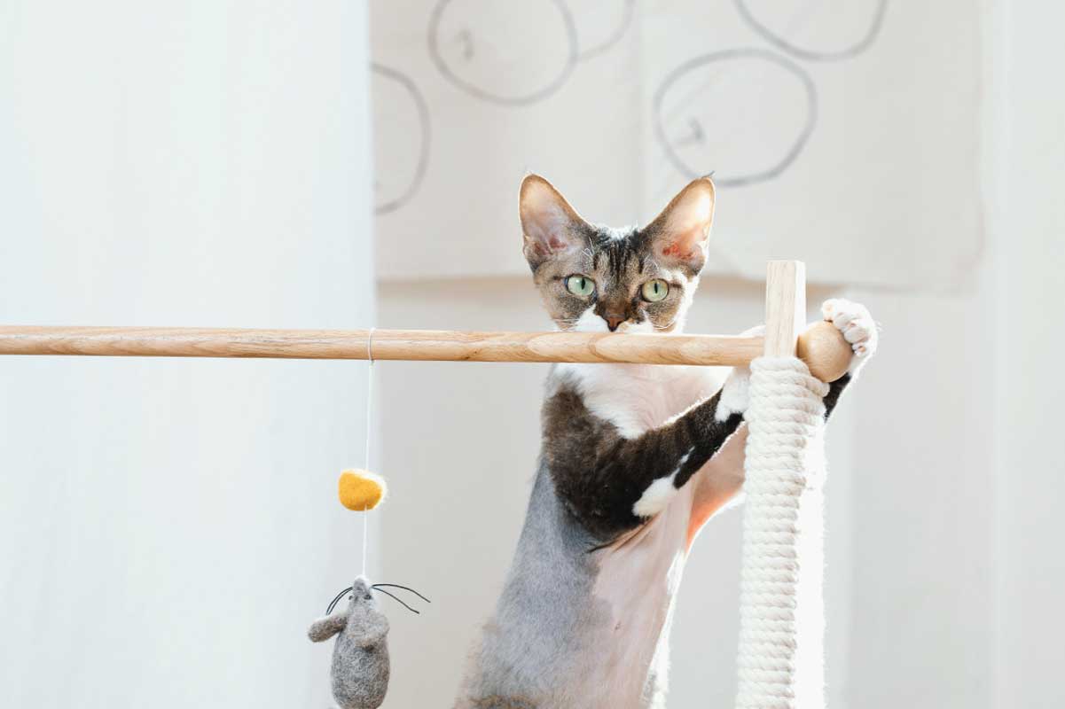 Wetnose Mouse & Cheese Cat Teaser Toy - CreatureLand
